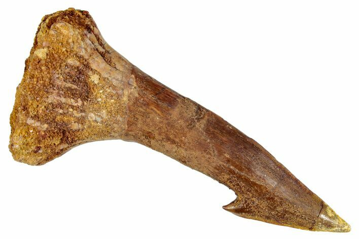 Fossil Sawfish (Onchopristis) Rostral Barb - Morocco #273348